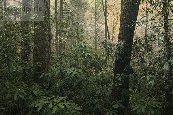 Urwald mit Hemlock und Rhododendron  Joyce Kilmer Slickrock Wildnis  North Carolina  USA.
