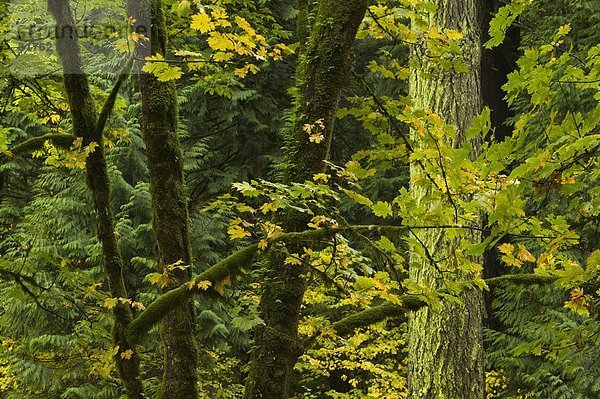 Gemäßigter Regenwald und Ahornbäume  Columbia River Gorge  Oregon  USA.