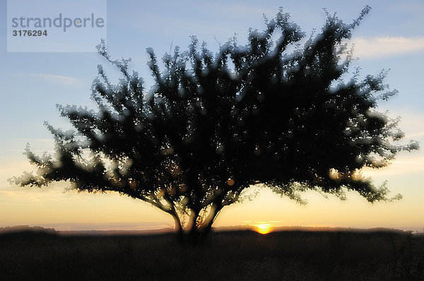 Ein Baum bei Sonnenuntergang  Schweden.