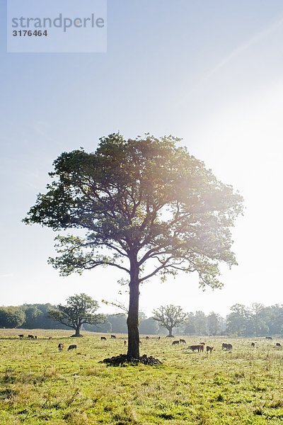 Einen Eichbaum in einer Weide  Schweden.