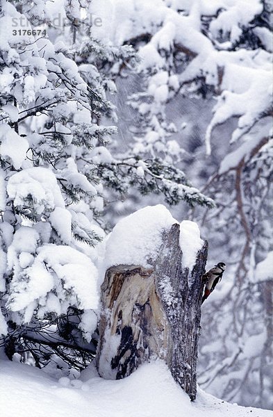 Eine große entdeckt Woodpecker  Finnland.