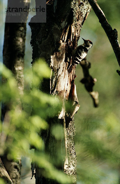 Ein Lesser entdeckte Woodpecker  Finnland.