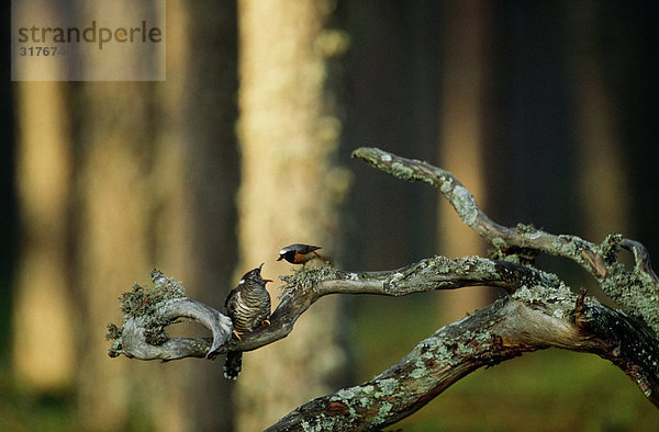 Junge Kuckuck und ein Gartenrotschwanz auf dem Zweig  Finnland.