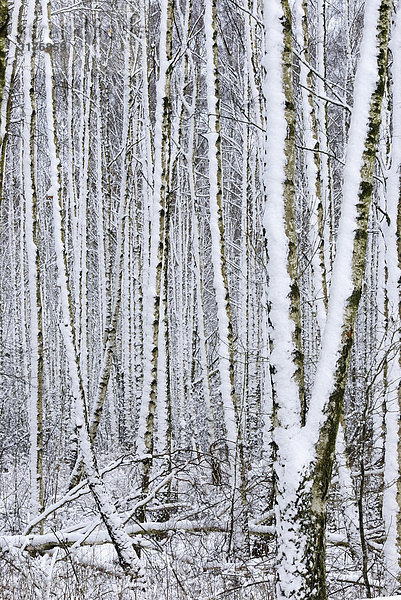 Neu gefallen Schnee in Birchwood  Schweden.