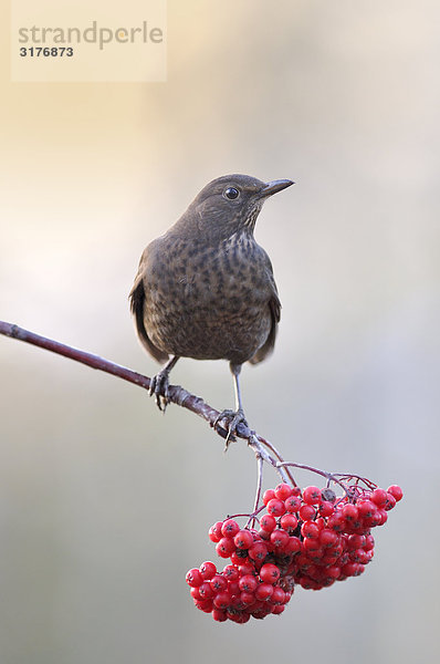 Blackbird mit einem Zweig der Eberesche  Schweden.