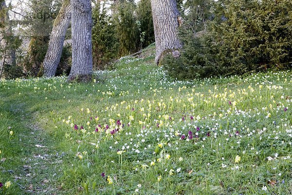 Wiese voller Elder-blühende Orchideen  Cowslips und Buschwindröschen  Schweden.
