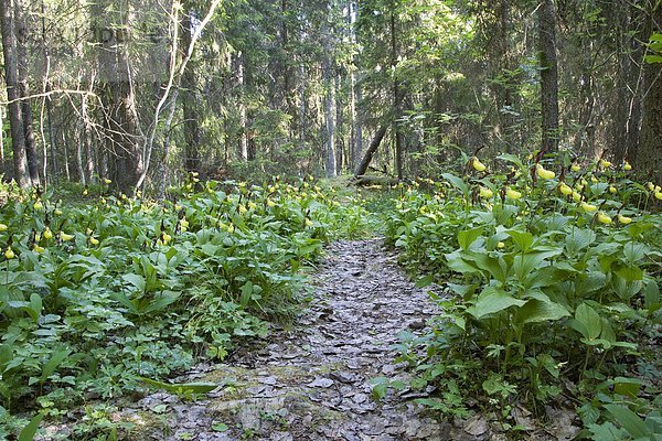 Ein Waldweg gesäumt von Lady' s Slipper  Schweden.