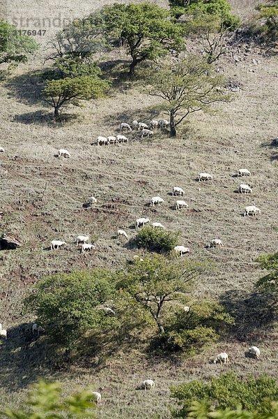 Schaf- und Lammleder in geschlossenen Bereich  Sardinien  Italien.