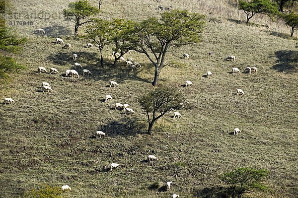 Schaf- und Lammleder in geschlossenen Bereich  Sardinien  Italien.