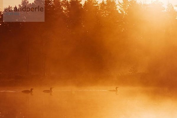 Drei Sterntauchern in einem See in der Dämmerung  Schweden.