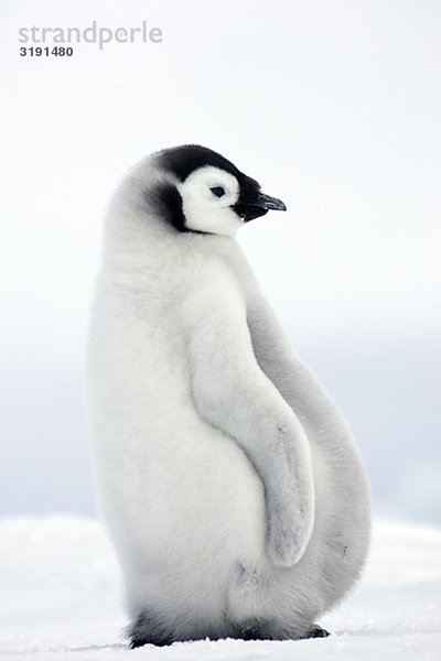 Kaiserpinguine  Jungvögel  der Antarktis.