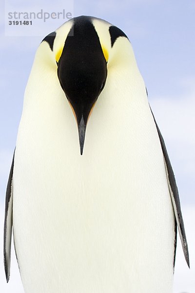 Emperor penguins  the Antarctic.