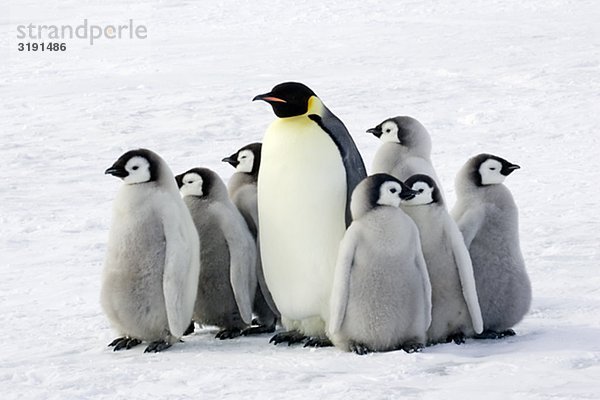 Kaiserpinguin mit Kindern  der Antarktis.