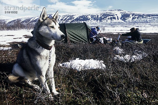 Ein Hund außerhalb ein Zelt im Norden von Schweden sitzen.