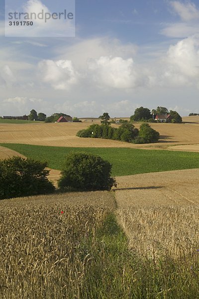 Felder in der schwedischen Landschaft  Killerod  Skane  Schweden.