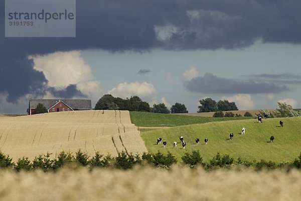 Kühe auf die schwedische Landschaft  Bara  Skane  Schweden.