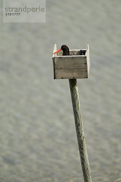 Austernfischer in einer Box  Norwegen.