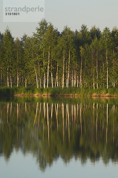Birchwood Nachdenken über die Oberfläche des Wassers  Kelukoski  Finnland.