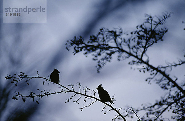 Silhouette Vögel thront auf Zweig