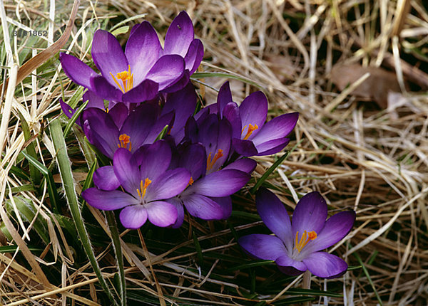 Purpurrote Blumen auf Gras  Nahaufnahme