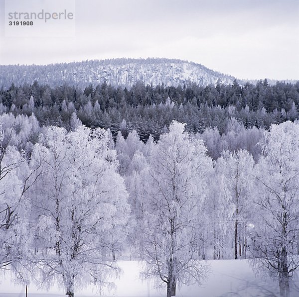 Schneebedeckten Bäume von Berg