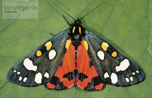 Schmetterling auf Blatt  Nahaufnahme