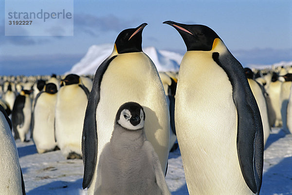 Pinguine  Nahaufnahme