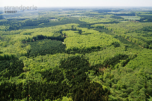 Bäume im Wald  Luftbild