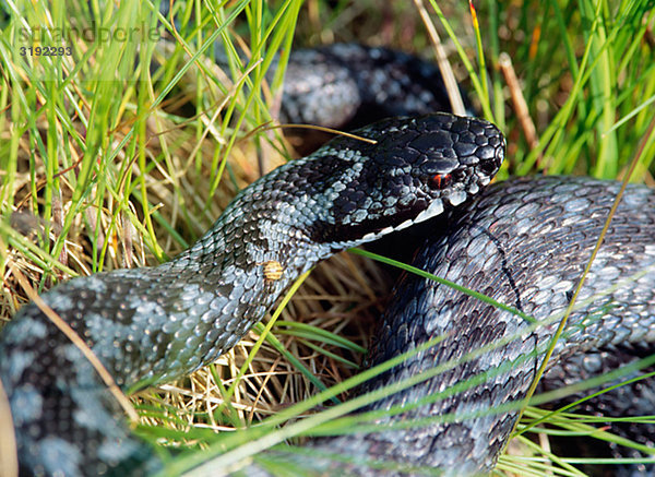 Snake auf Grass Nahaufnahme