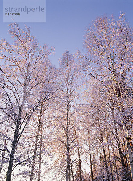 Schneebedeckten Bäume im Wald  Untersicht