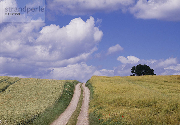 Pathway inmitten Felder