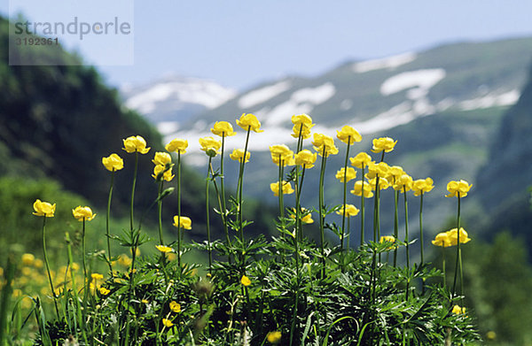 Gelbe Blüten mit Berg im Hintergrund