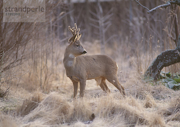 Deer Standing im grassland