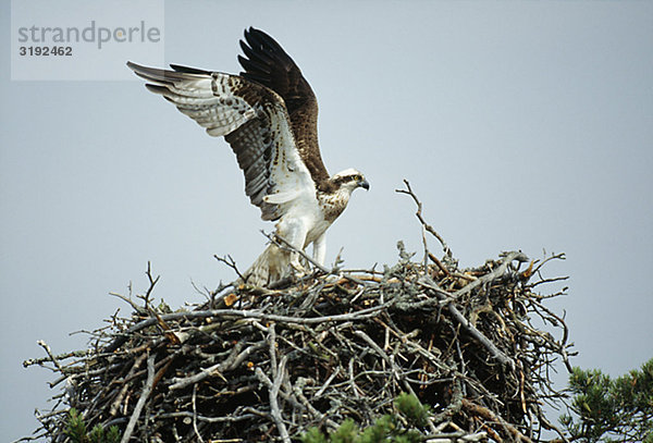 Osprey thront auf nest
