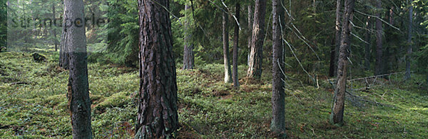 Bäume Stämme im Wald