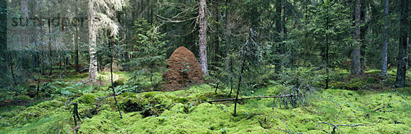 Ameisenhaufen im Wald  Schweden.