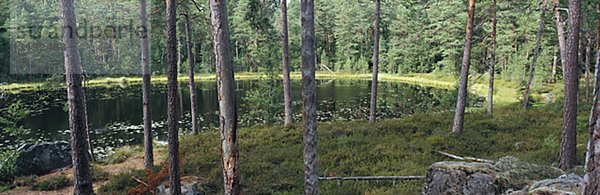 Ein kleiner See in der Gesamtstruktur  Smaland  Schweden.