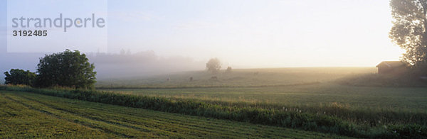 Hayfield und Felder  Uppland  Schweden.