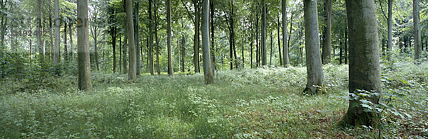 Ein Buchenwald  Dänemark.