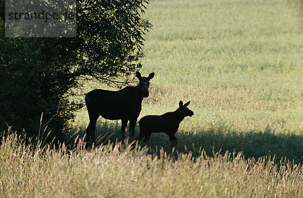 Silhouette von Elks auf der Weide