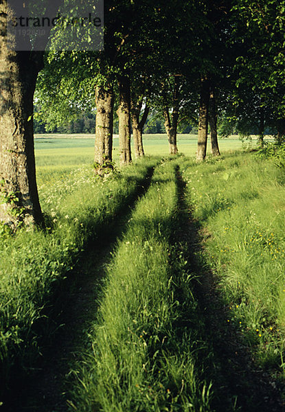 Pathway inmitten Gras im Feld