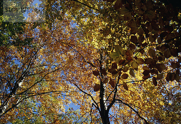 Bäume im Herbst  Untersicht