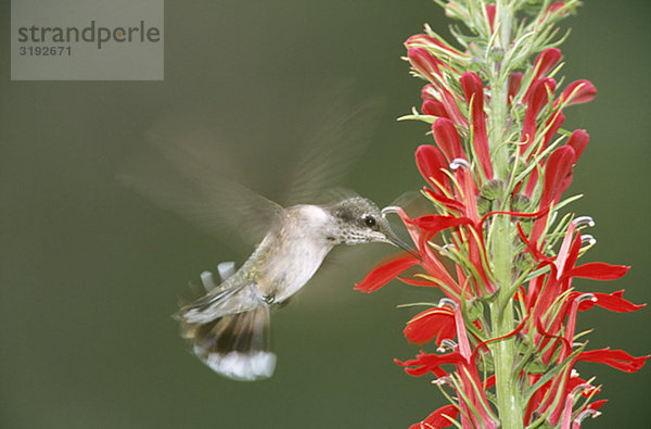 Kolibri Fütterung auf Nektar