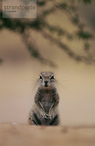 Hörnchen  Nahaufnahme