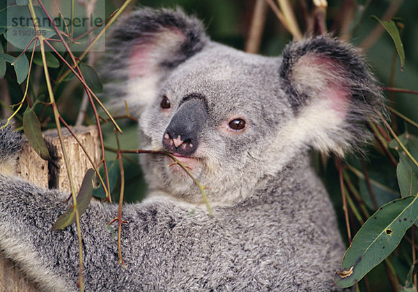 Koala  Nahaufnahme
