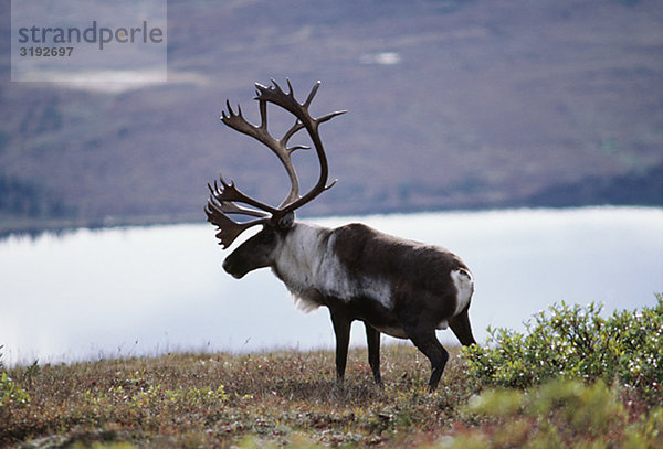 Caribou Standing See