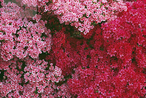 Rosa Blüten  full-frame