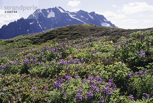 Blumenbeeten mit Berg im Hintergrund