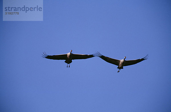 Vögel fliegen gegen blauen Himmel