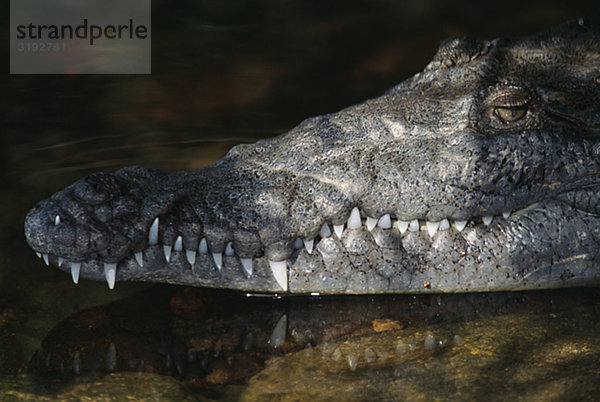 Krokodil  Nahaufnahme